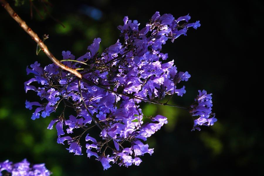 Blooming blue jacaranda attracts tourists nationwide, who pour into Kunming city in Southwest China\'s Yunnan Province every April.  (Photo provided to chinadaily.com.cn)