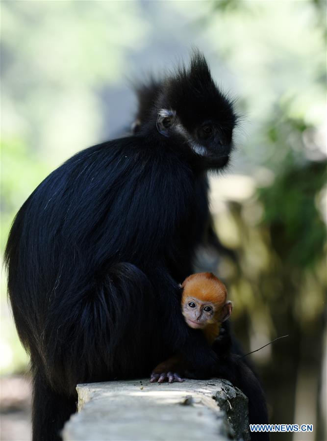 CHINA-GUIZHOU-FRANCOIS' LANGUR-PROTECTION (CN)