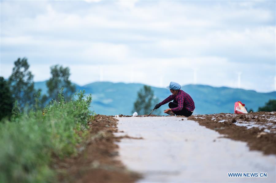 CHINA-SUMMER SOLSTICE-FARMING (CN)