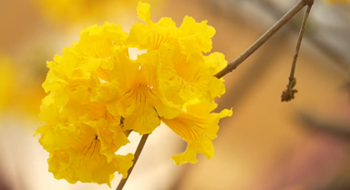 春日浪漫!黄花风铃木盛开正当时