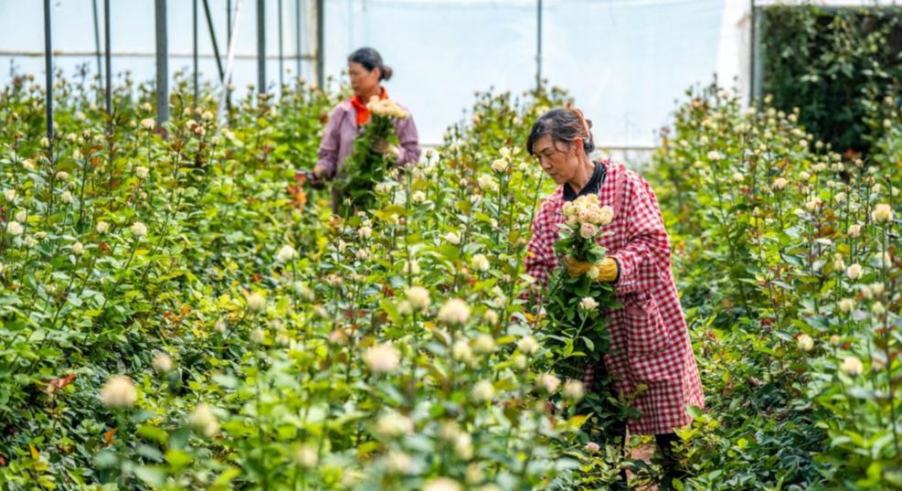 云南楚雄:“幸福花”开在家门口