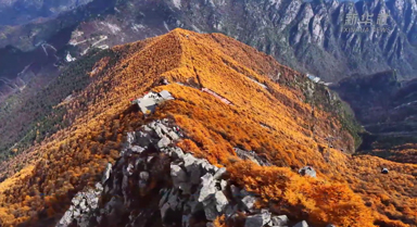 万亩红杉染金 秦岭秋景美如画